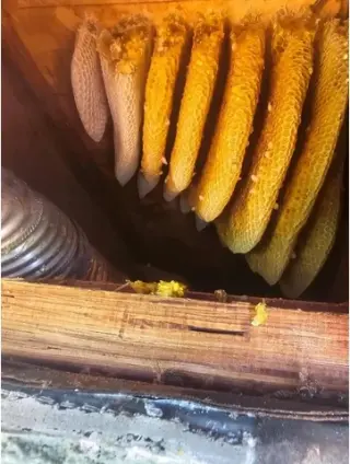 Henry’s Bees Removal Service