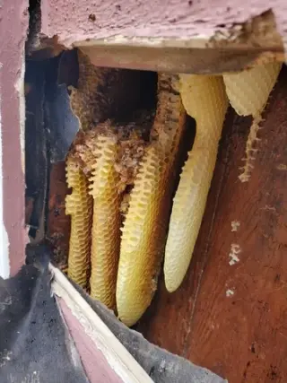 Henry’s Bees Removal Service