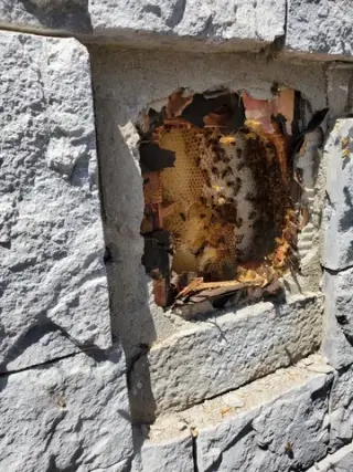 Henry’s Bees Removal Service