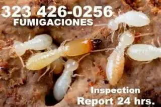 Termites Orange County 24/7