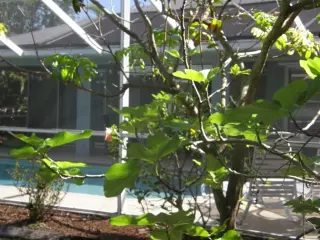 Propiedad en alquiler con 3 habitaciones y 2 baños en Cape Coral