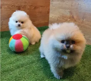 Pomerania taza de té en venta