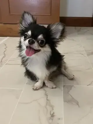 Chihuahuapuppies ( Girls and b
