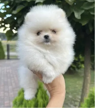 Mini Pomerania