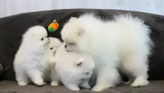 Mini Pomerania