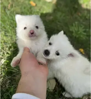 Mini Poms en venta