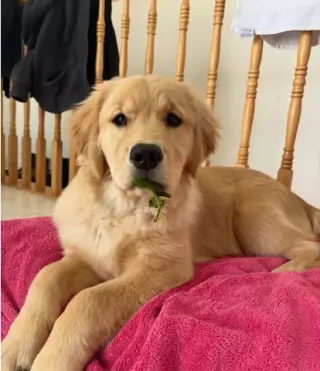 Golden retriever