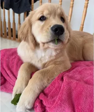 Golden retriever