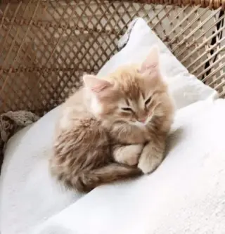 Female Maine Coon Available