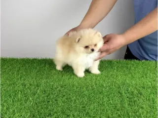 Pomeranian