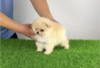 Pomeranian