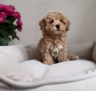 Adorable Maltipoo en Venta