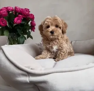 Adorable Maltipoo en Venta