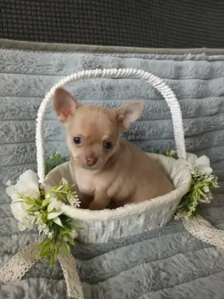 Adorable Chihuahua en Venta