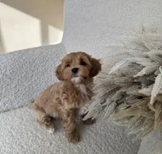 Cavapoo Toy F1B listo