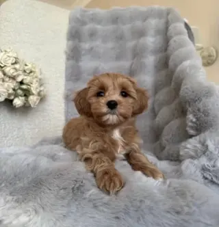 Cavapoo Toy F1B listo