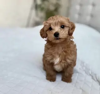 Cavapoo Toy F1B listo