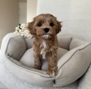 Cavapoo Toy F1B listo