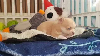 Short-haired chihuahua puppesi