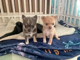 Short-haired chihuahua puppesi