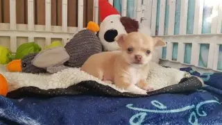 Short-haired chihuahua puppesi