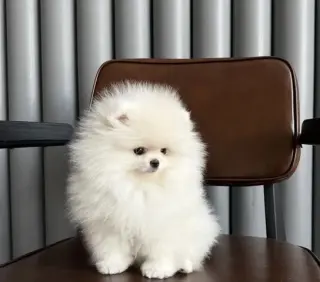 Cachorros de Pomerania