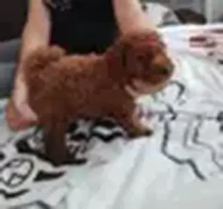 Cachorros de Super sweet poodl