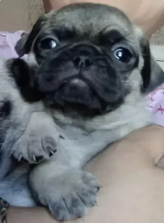 Perros pug