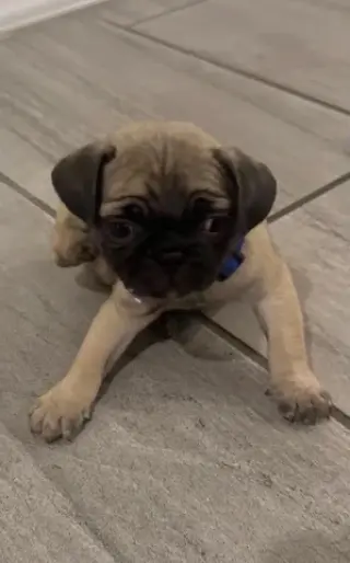 Perros pug