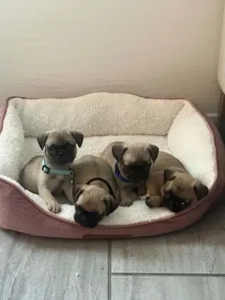 Perros pug