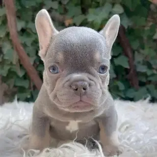 Pomeranian and French bulldog
