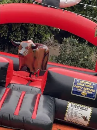 Bulls for rent