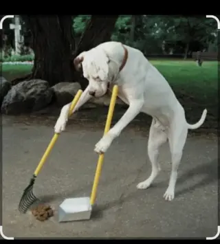 Limpieza dog 💩 poop limpieza