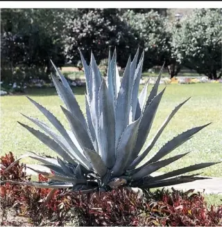 Jardinería y limpieza