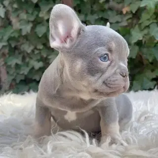 French bulldog and Pomeranian