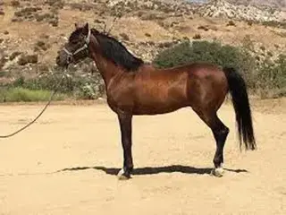 "Mario" Gelding Arabian