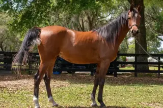 "Mario" Gelding Arabian