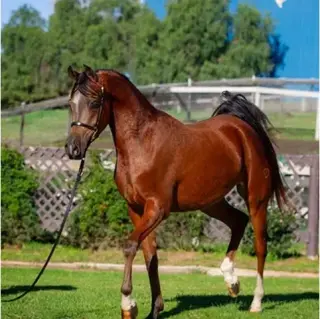 "Mario" Gelding Arabian