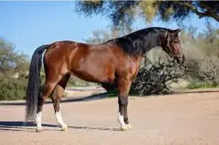 "Mario" Gelding Arabian