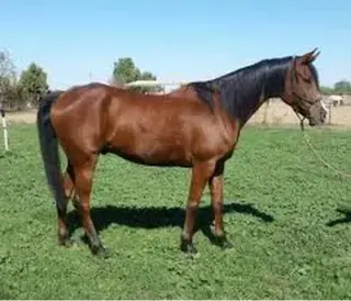 "Mario" Gelding Arabian
