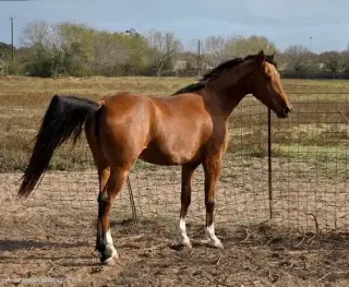 "Mario" Gelding Arabian