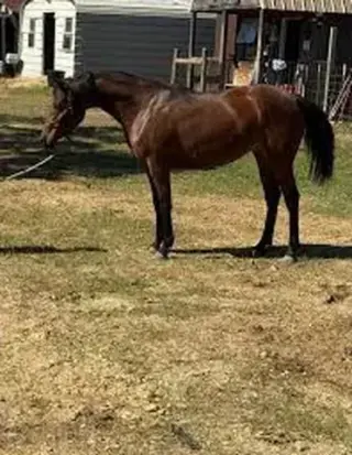 "Mario" Gelding Arabian