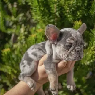 Pomeranian and French bulldog