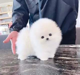 French bulldog and Pomeranian