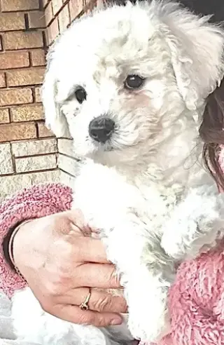 Adorable Male Tornjak Puppy