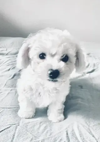 Adorable Male Tornjak Puppy