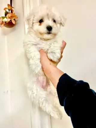 Adorable Male Tornjak Puppy
