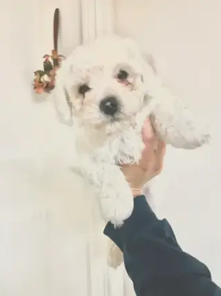 Adorable Male Tornjak Puppy