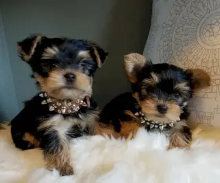 Cachorros yorkshire mini toy para adopción