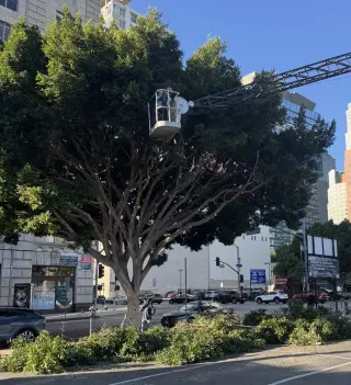 Heartwood Tree Service Corp